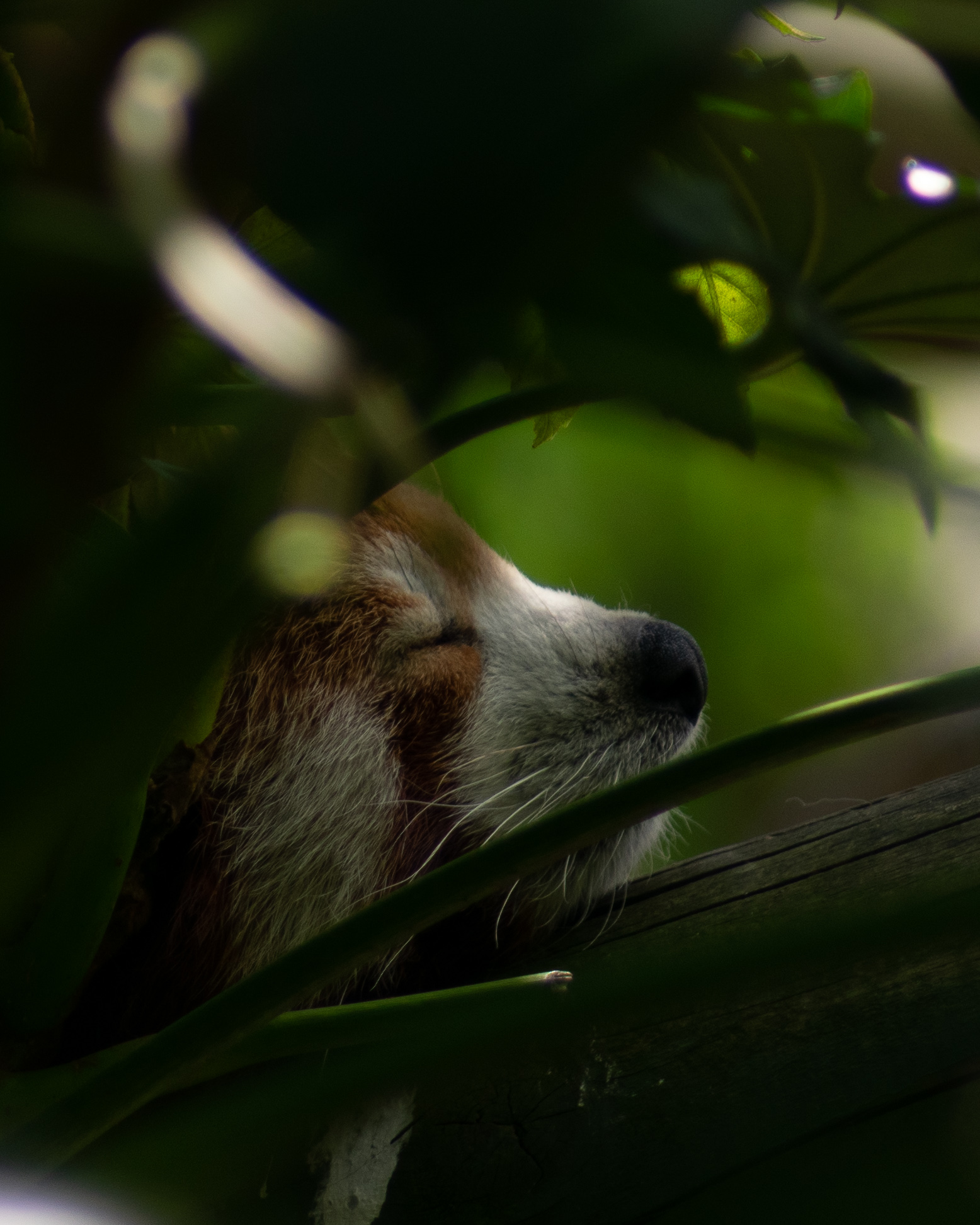 The Red panda at Colchester Zoo in Essex