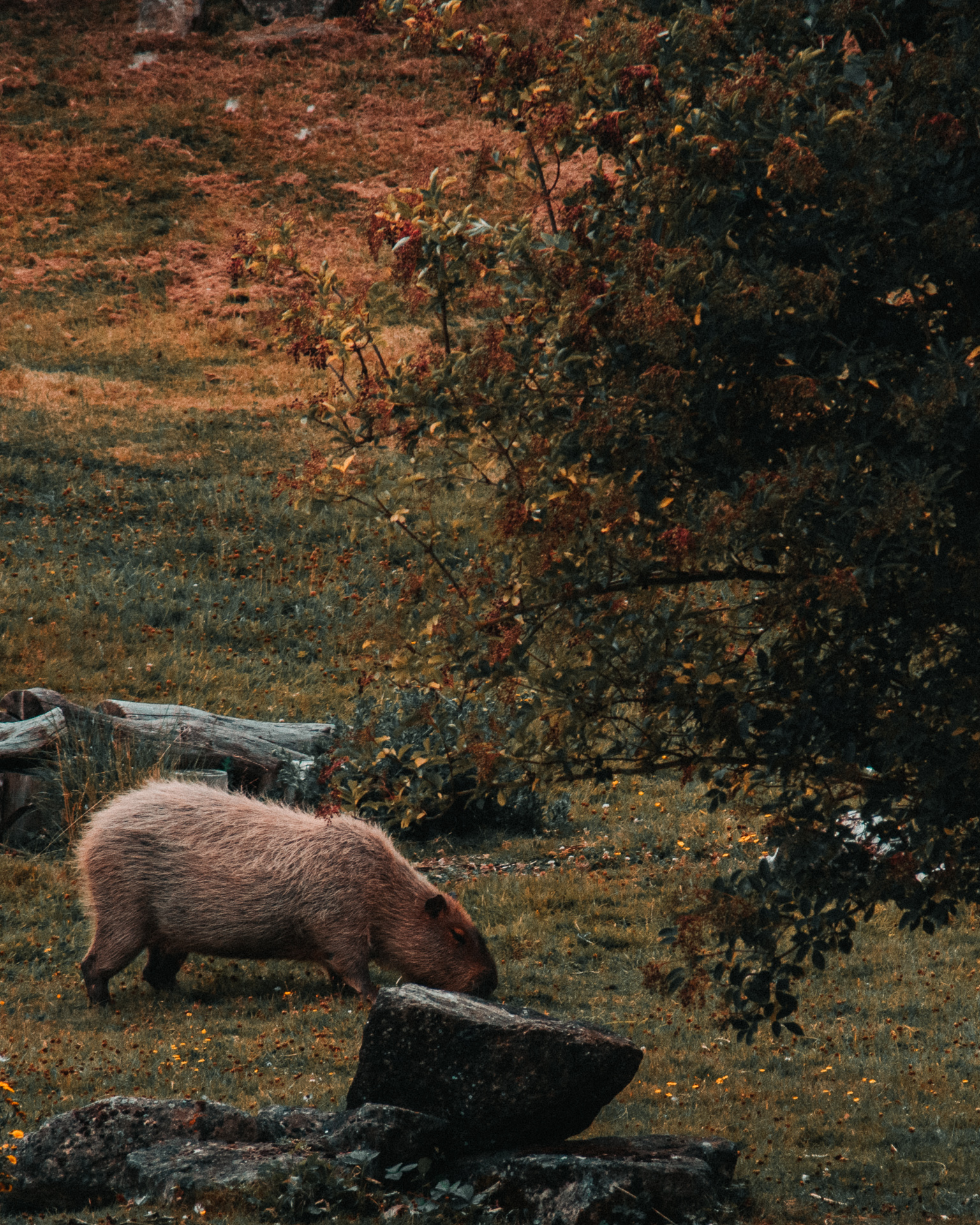 Capybara at Marwell Wildlife in Winchester